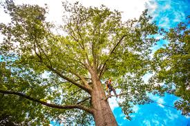 Professional Tree Services in Stanley, VA
