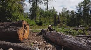 How Our Tree Care Process Works  in  Stanley, VA
