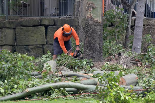 Tree and Shrub Care in Stanley, VA